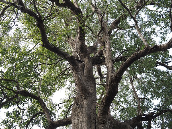 Indian rosewood is an essential material for acoustic guitars.